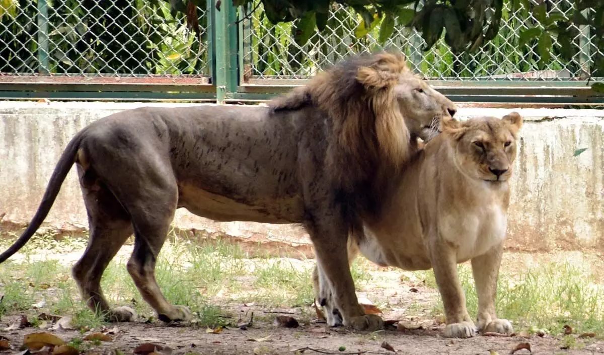 World Lion Day पर प्रधानमंत्री मोदी ने शेरों के संरक्षण की दोहराई प्रतिबद्धता