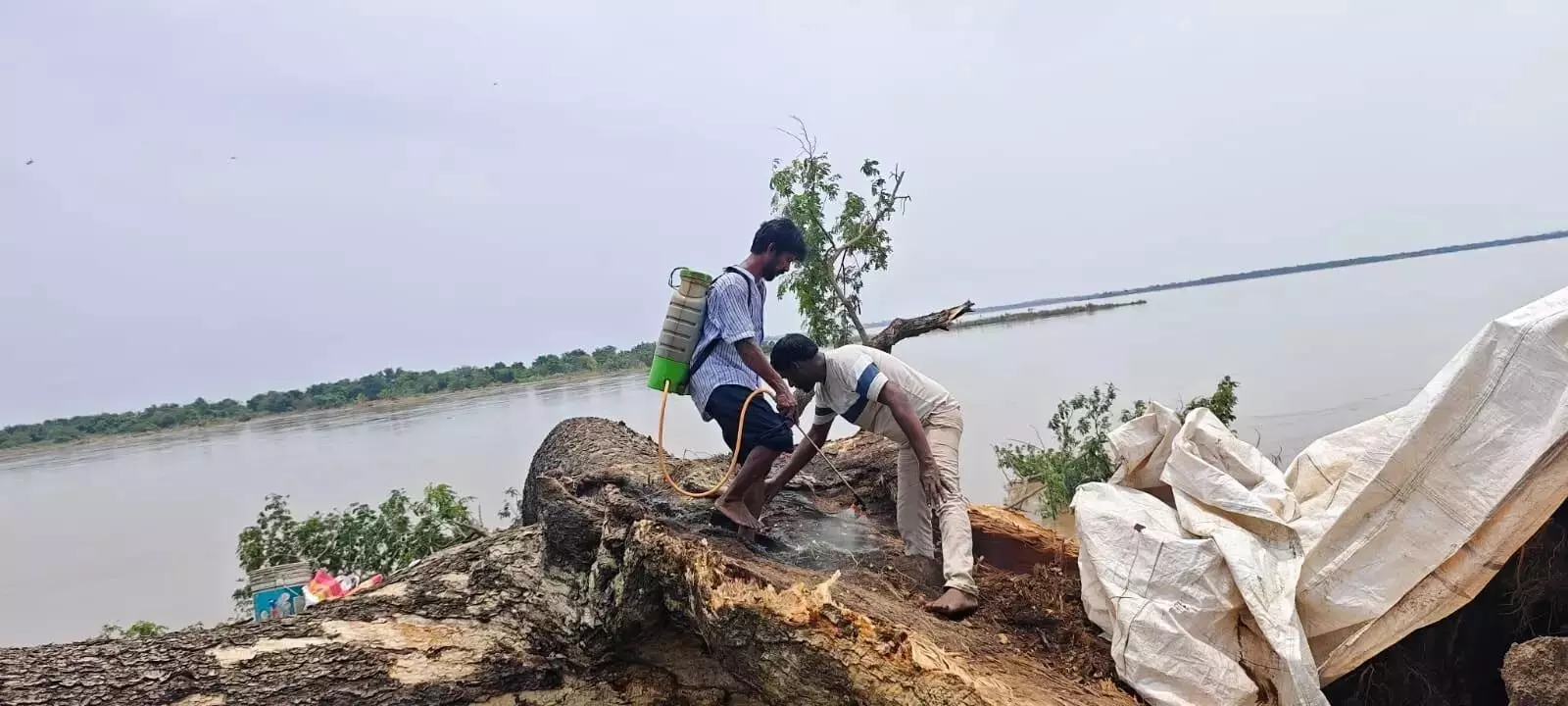 Kumaradeivam में मूवी ट्री को पुनर्जीवित किया जाएगा