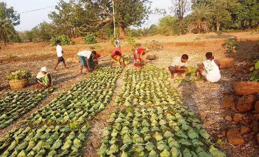 Kiriburu : अंतरराष्ट्रीय आदिवासी दिवस पर गुवा वन विभाग ने रोपे 500 पौधे