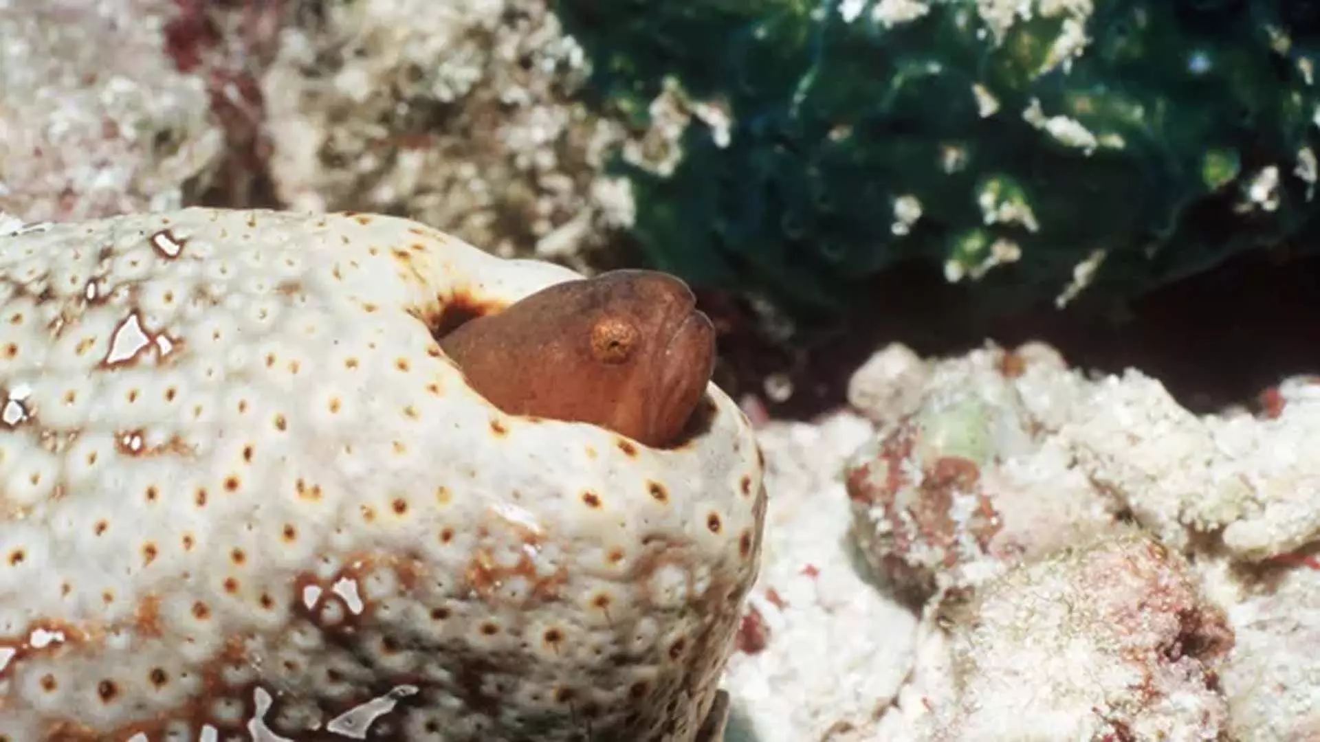 Pearlfish: ईल जैसी दिखने वाली मछली