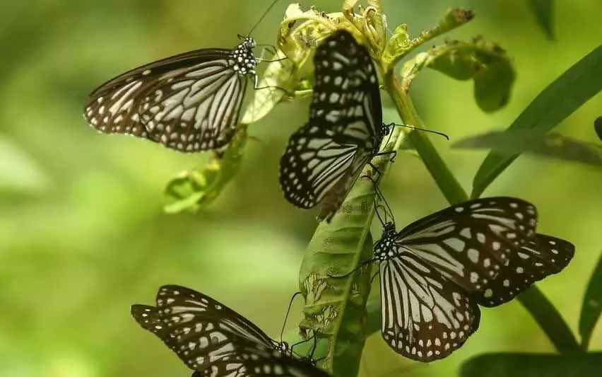 Kerala का यह गांव तितली केंद्र बनने की ओर अग्रसर