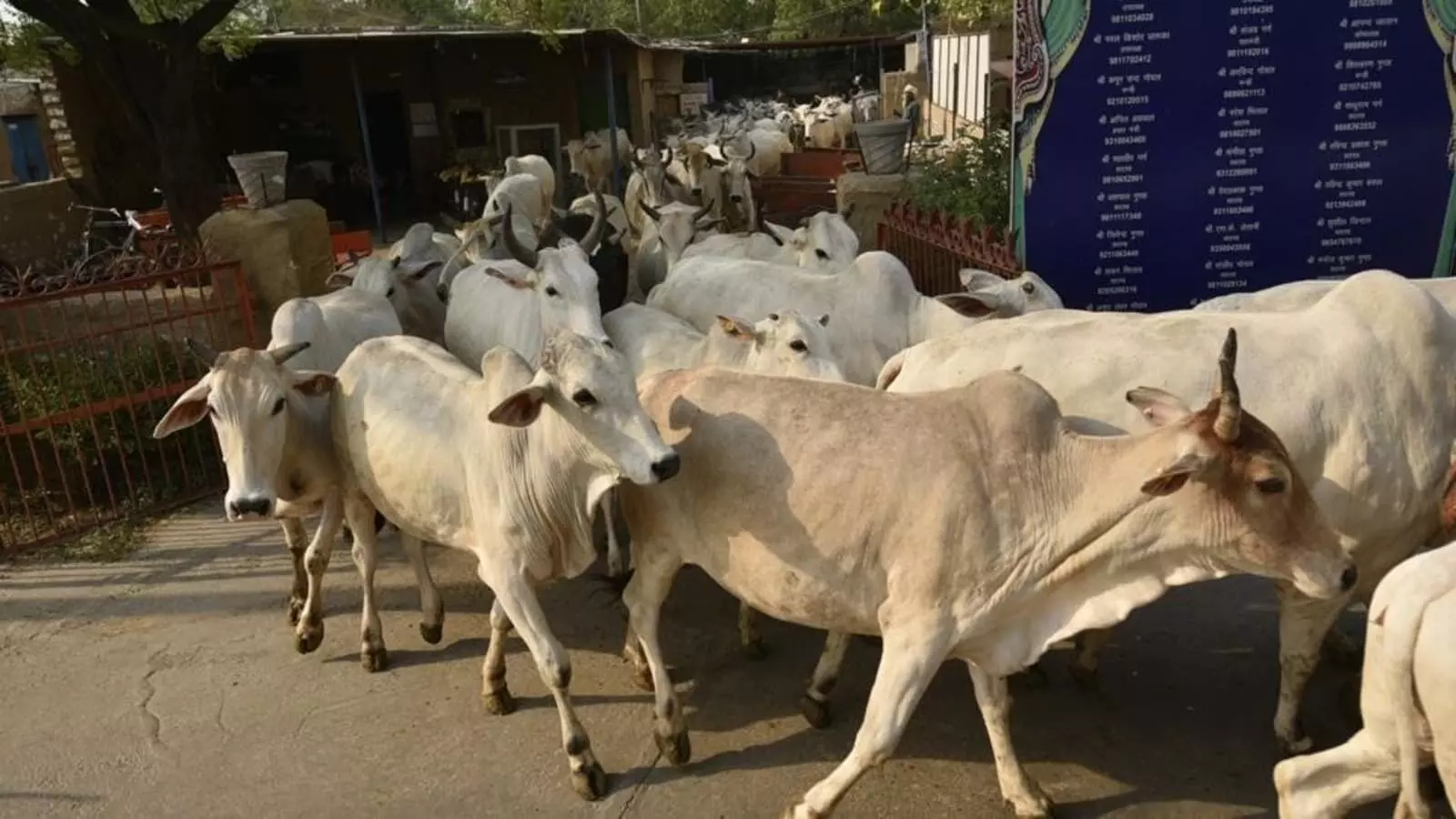 Jamshedpur : गर्भवती गायों की मौत के लिए प्रबंधन दोषी, होगी कार्रवाई – राजीव रंजन