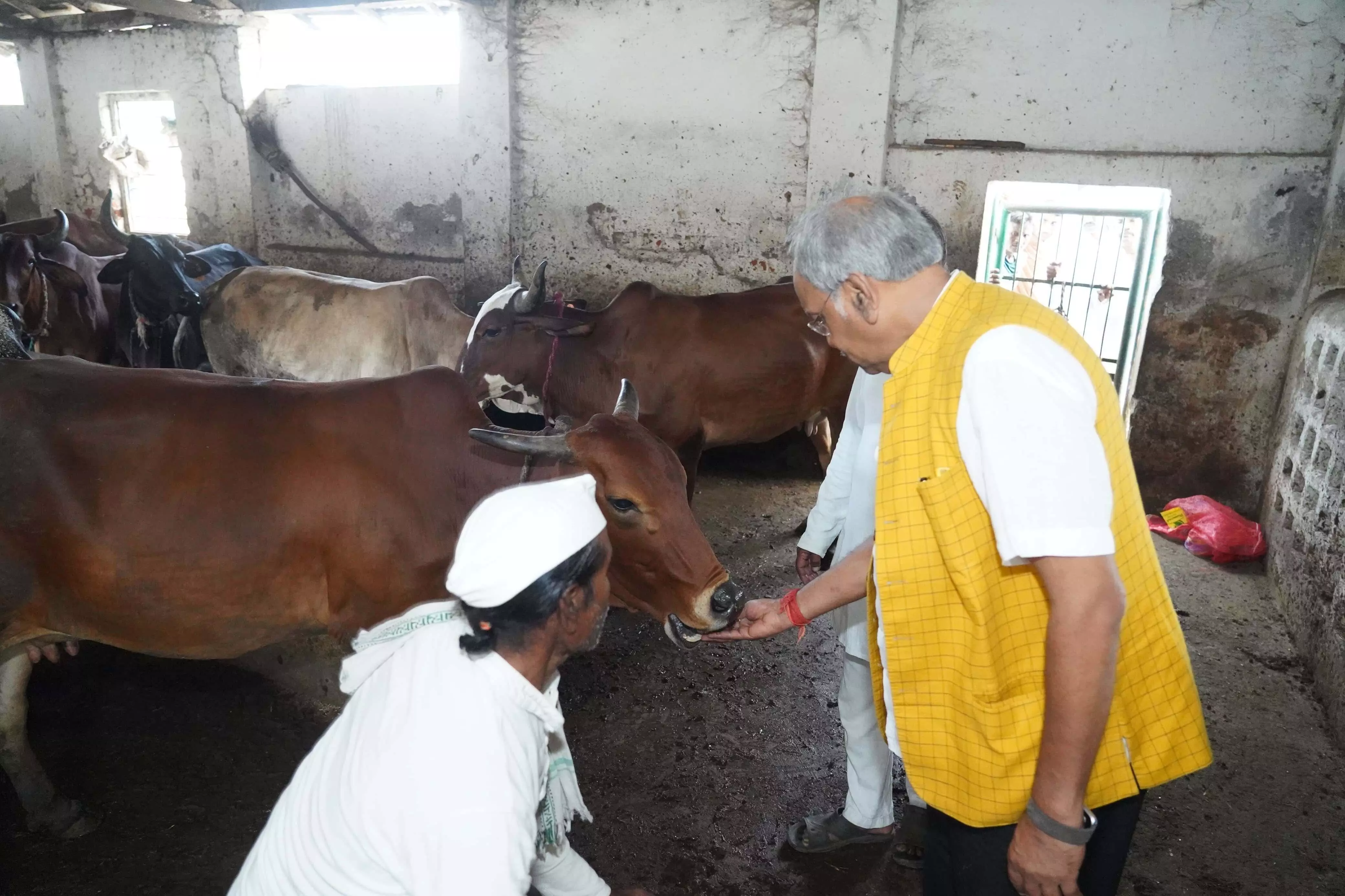 सांसद बृजमोहन अग्रवाल ने गायों को खिलाया गुड़