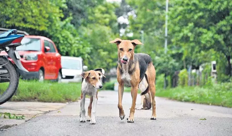 जंगली जानवर ने दो कुत्तों को मार डाला, Asifabad में दहशत