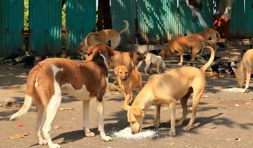 Uttarakhand: आवारा कुत्तों का टीकाकरण किया जाएगा