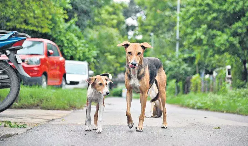 जंगली जानवर ने दो dogs को मार डाला, आसिफाबाद में दहशत