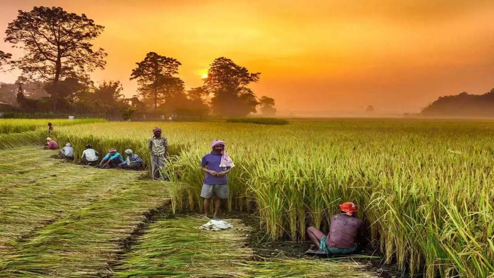 Kharif की बुआई पिछले साल से अधिक हुई