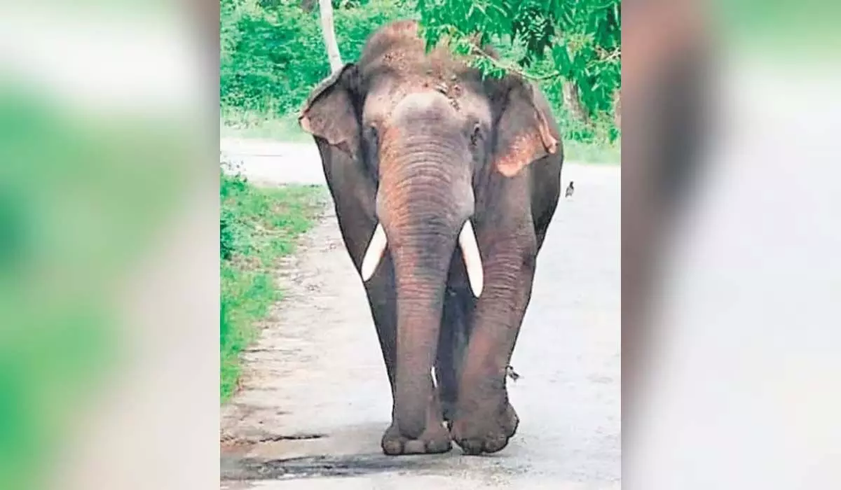 Kerala : राष्ट्रीय हरित अधिकरण ने कहा, केरल में जंगली हाथियों की मौतों पर ध्यान दें