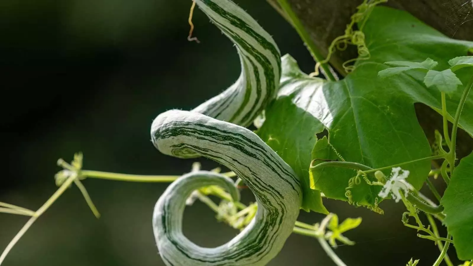 मोटापा कंट्रोल करने के लिए वरदान है Chichinda