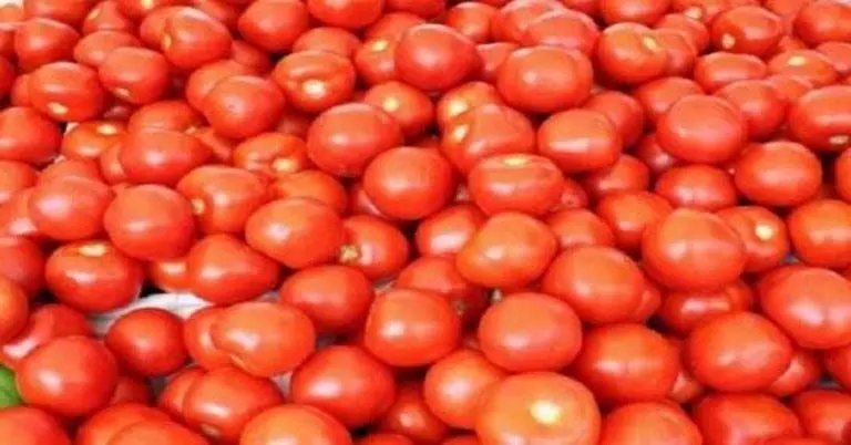 900 रुपए में बिका 25 किलो Tomato का क्रेट