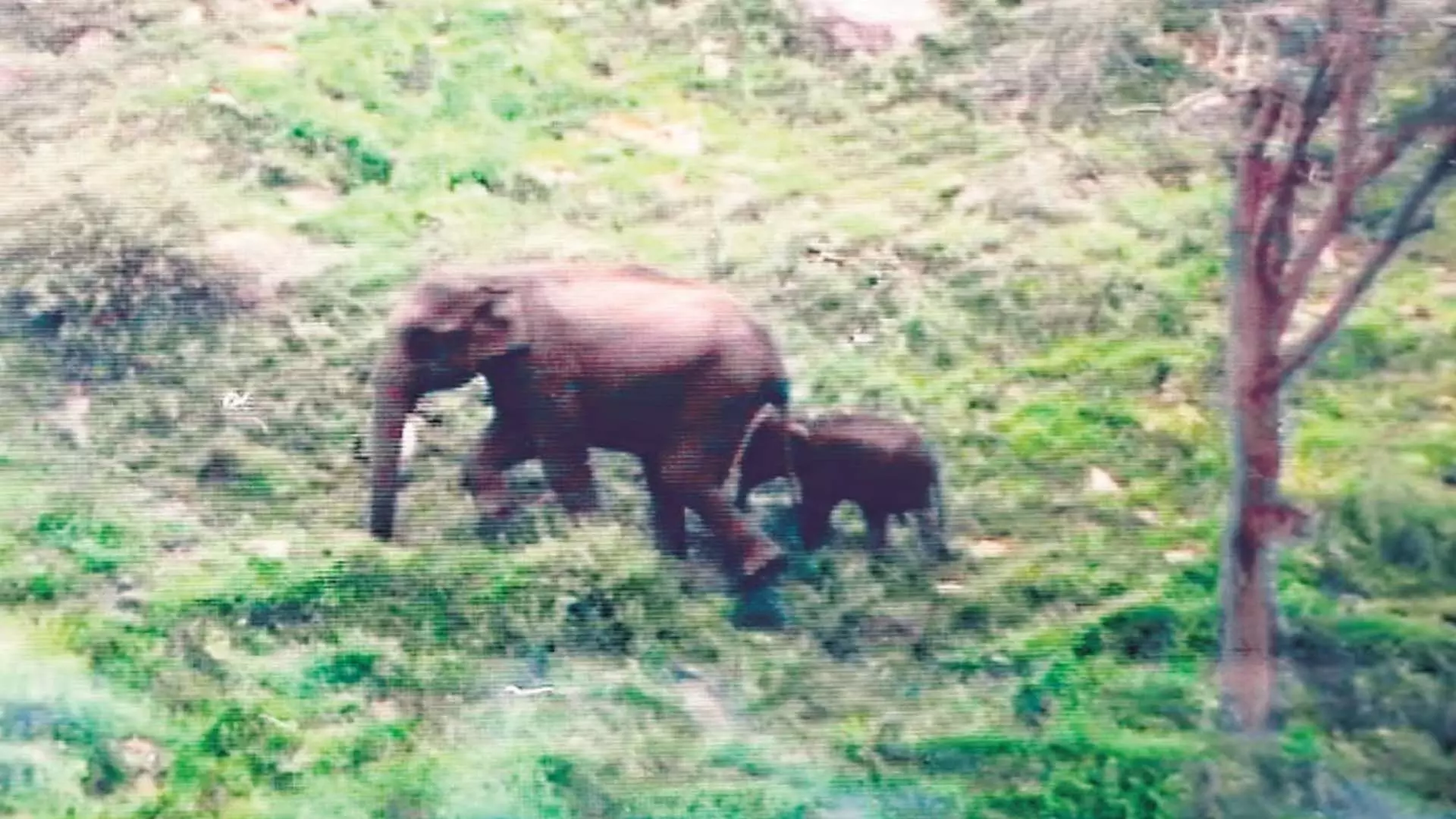 Mudumalai टाइगर रिजर्व में अलग होने के एक दिन बाद बछड़ा अपनी मां से फिर मिला