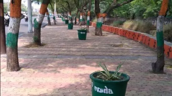 Noida: फुटपाथों और पेड़ों को मिलेगा नया जीवन