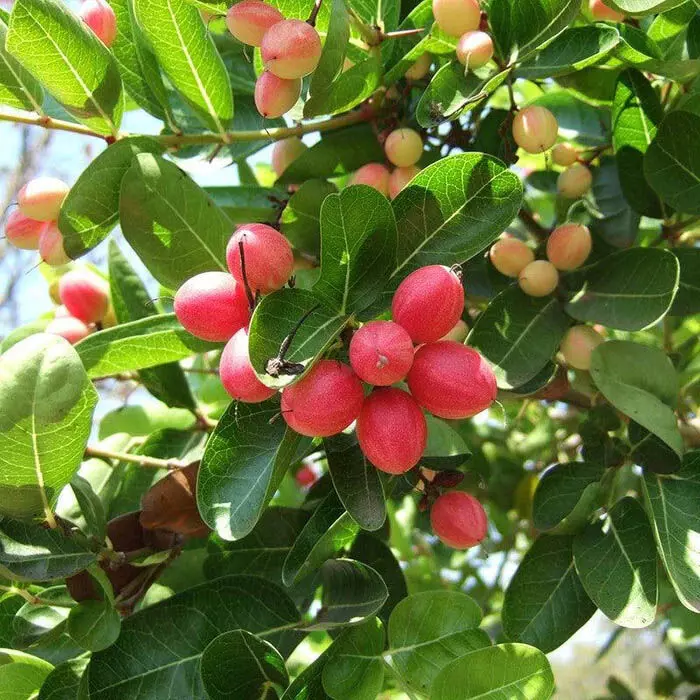 Red green and white खट्टे करौंदा इन बीमारियों को खत्म करते