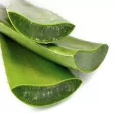 Aloe Vera Gel : ग्लोइंग स्किन के लिए करें ट्राई Aloe Vera Gel खिलेगा चेहरा