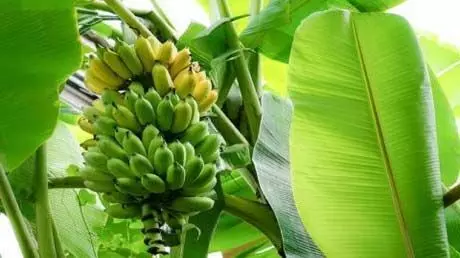 Banana ही नहीं इसके पत्ते भी है गजब के फायदेमंद, जाने कैसे