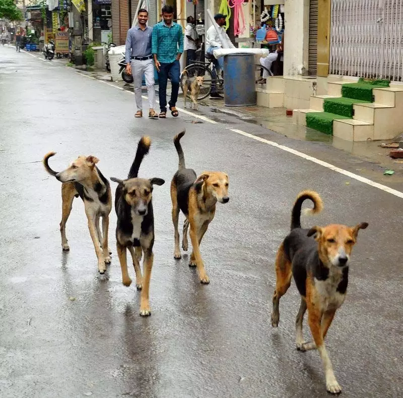 Amritsar नगर निगम द्वारा स्थापित केंद्रों पर 8,500 आवारा कुत्तों की नसबंदी की गई