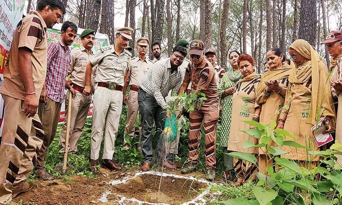 Himachal: हमीरपुर वन में रोपे गए 250 पौधे