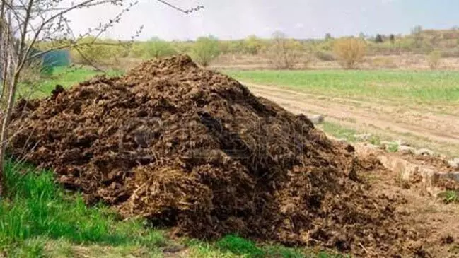 क्या गोबर और Compost प्रोबायोटिक्स की तरह काम कर सकते हैं? जाने