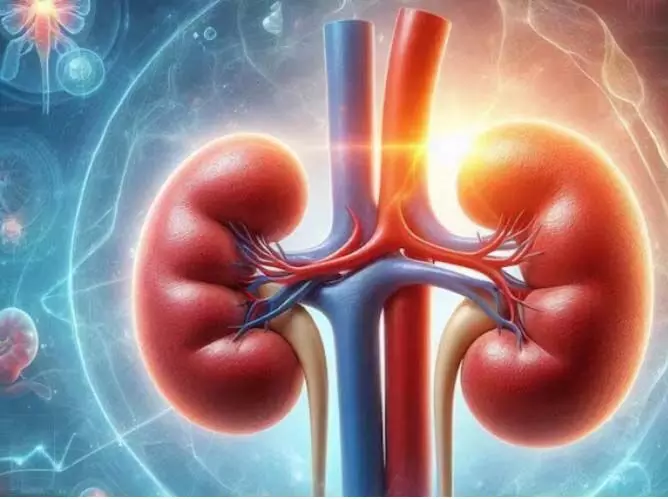 Kidney: इन चीजों के सेवन से डैमेज होती है किडनी