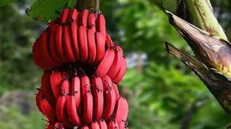 Red banana से खत्म होता है कई बीमारियों का खतरा