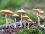 जंगली mushrooms खाने से एक ही परिवार के 8 लोगों की बिगड़ी तबीयत