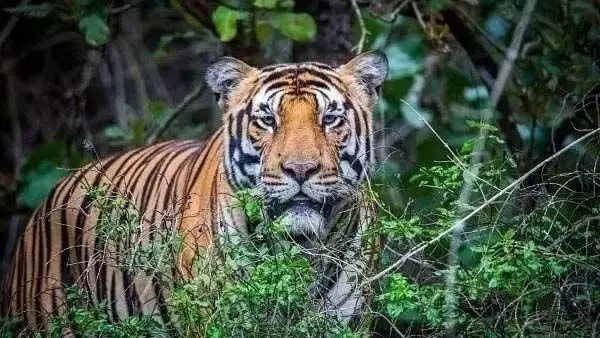 Sariska National Park से भटके बाघ की तलाश में जुटी वन विभाग की टीमें