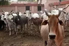 Bhopal: गौवंश संवर्धन और सुरक्षा कानून प्रदेश में लागू हुआ