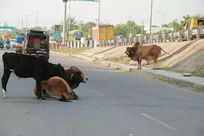 Haryana : पानीपत में आवारा पशु यात्रियों के लिए खतरा बने हुए