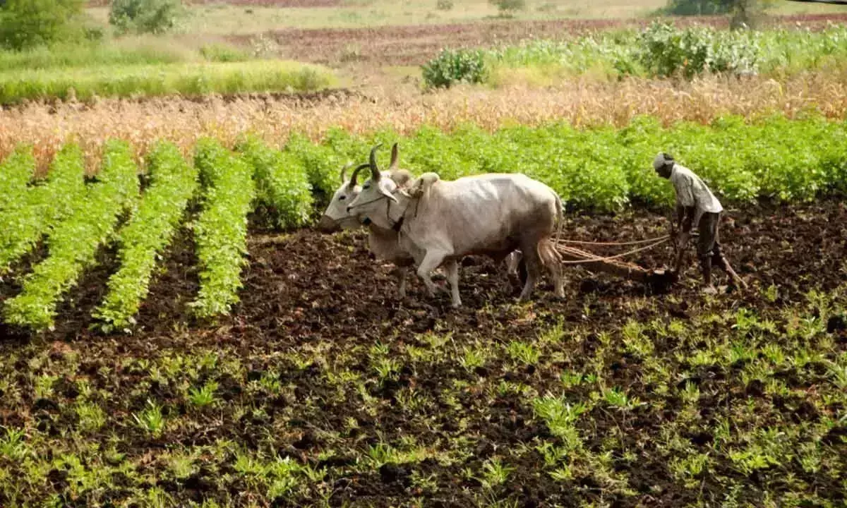 Vizianagaram में प्राकृतिक खेती को बड़े पैमाने पर बढ़ावा दिया जाएगा