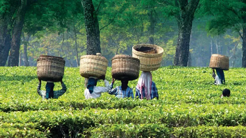 Assam के चाय बागानों को 2 करोड़ रुपये की वित्तीय सहायता