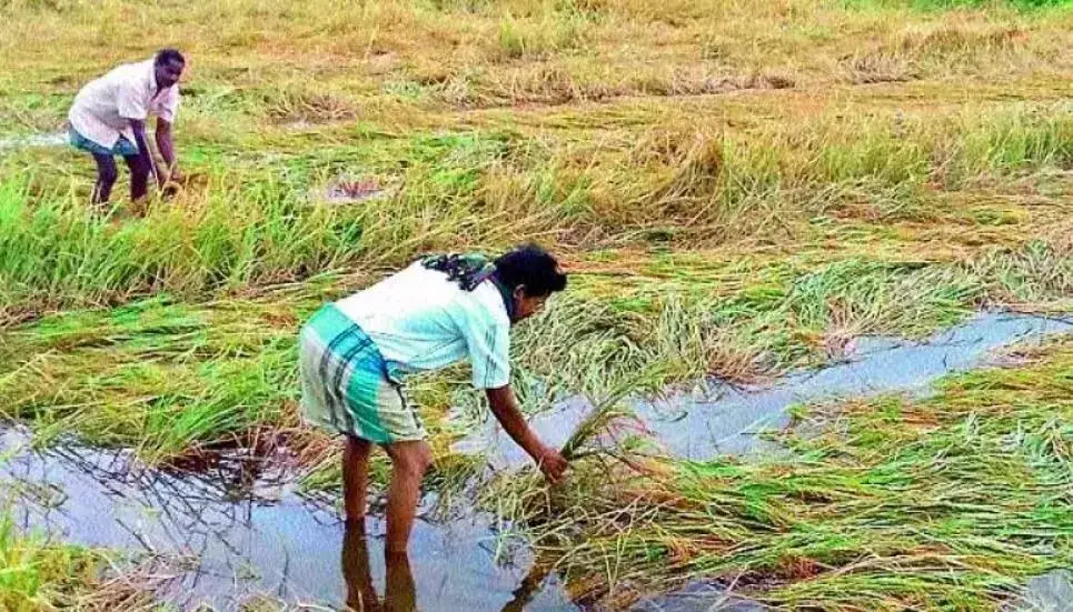 भारी बारिश से Adilabad में सड़क संपर्क बाधित हुआ और फसलें जलमग्न हो गईं