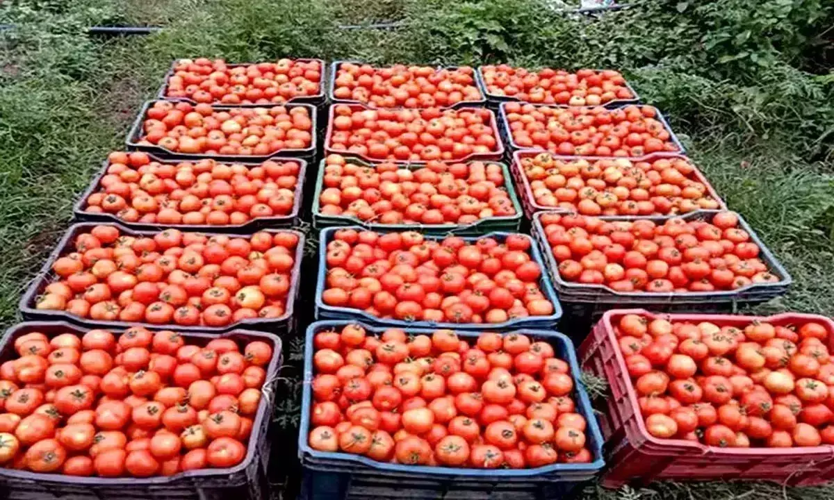 Tomato की कीमतों में गिरावट से किसानों को भारी नुकसान