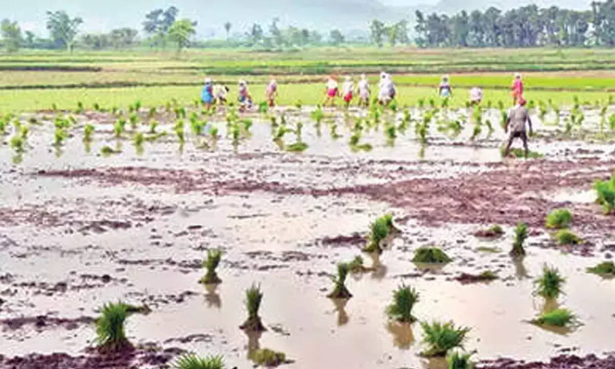 Srikakulam में उर्वरक की कमी से खरीफ गतिविधियां प्रभावित