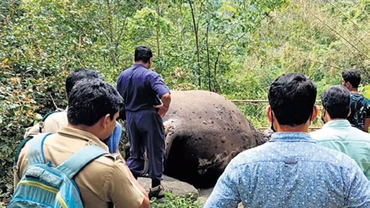 Kerala : केरल में तीन जंगली हाथी मृत पाए गए, विशेषज्ञ पैनल करेगा जांच