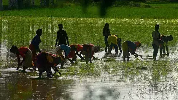 Buxar: राज्य में 3 लाख हेक्टेयर में मसूर की खेती होगी