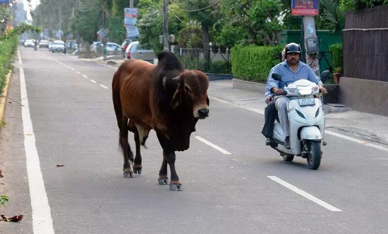 Haryana : हमारे पाठक क्या कहते हैं: रेवाड़ी में आवारा पशु यात्रियों के लिए अभिशाप