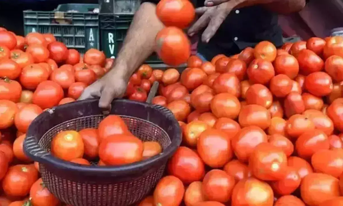 Tomato किसानों की मदद के लिए आगे आएगी सरकार