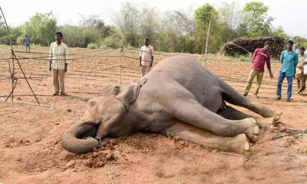 Andhra: युवा हाथी की मौत से वन्यजीव संकट बढ़ने की आशंका