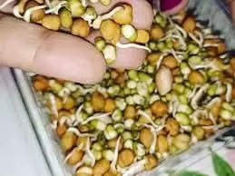 sprouted Benefits:  जानिए अंकुरित अनाज खाने का सबसे अच्छा समय