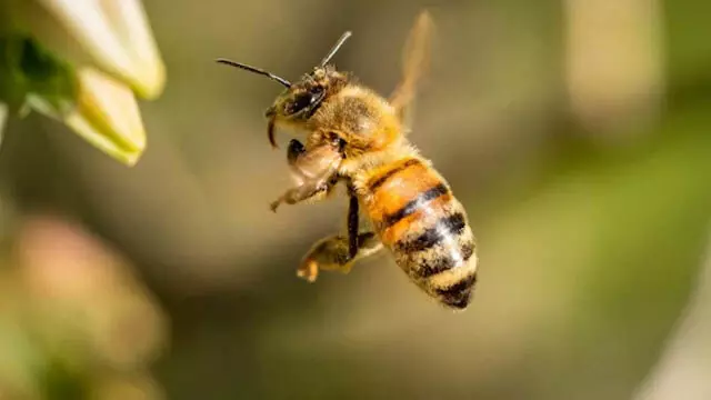 क्योंझर में Bees के हमले में 4 साल की बच्ची की मौत, 2 महिलाएं गंभीर