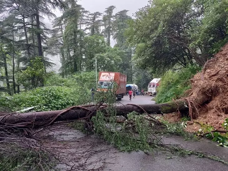 Shimla: बारिश में लैंड स्लाइड से शहर के आठ पेड़ गिरे