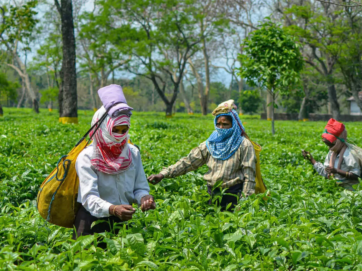 Assam के अखिल आदिवासी छात्र संघ ने चाय बागानों को बेचने की सरकार की तैयारी की आलोचना की