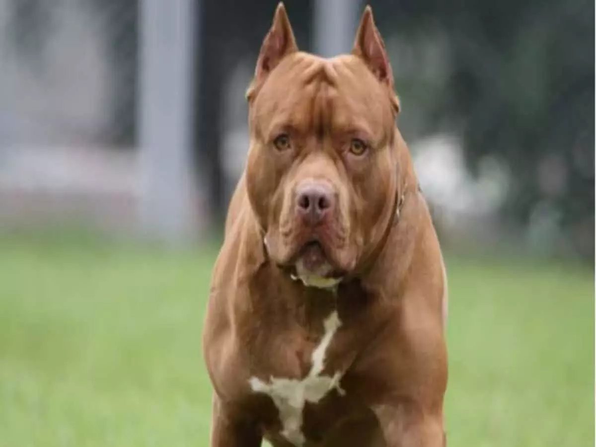 Pitbull ने 7 साल के बच्चे को बुरी तरह से नोंचा, हुई मौत