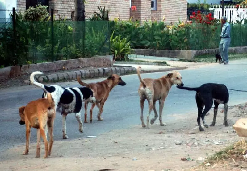 आवारा कुत्तों के काटने से परेशान व्यक्ति ने Jalandhar नगर निगम को नोटिस भेजा