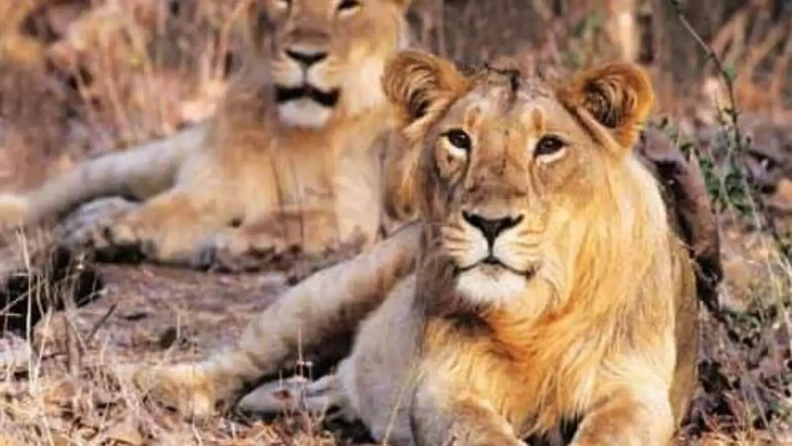 lion के पिंजरे में हाथ डाला, शेर ने जो किया वो अविश्वसनीय , वीडियो देखे