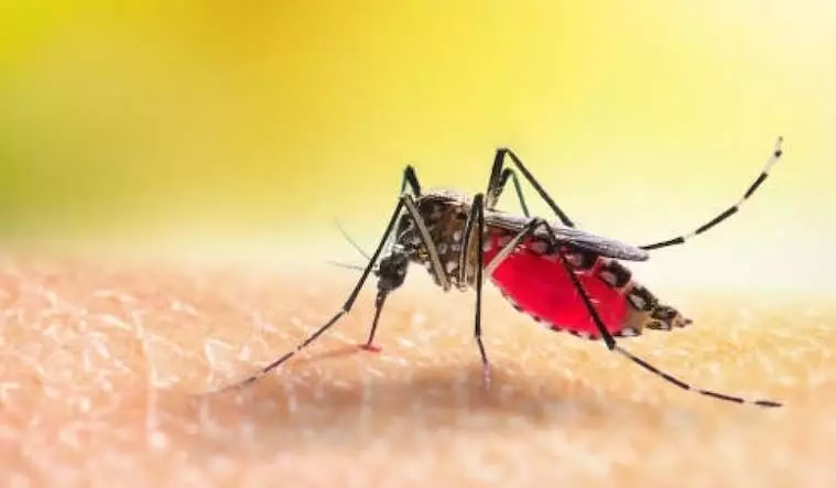 कर्नाटक में महामारी घोषित हुआ Dengue डॉक्टर ने बताया हो सकती है बीमारी