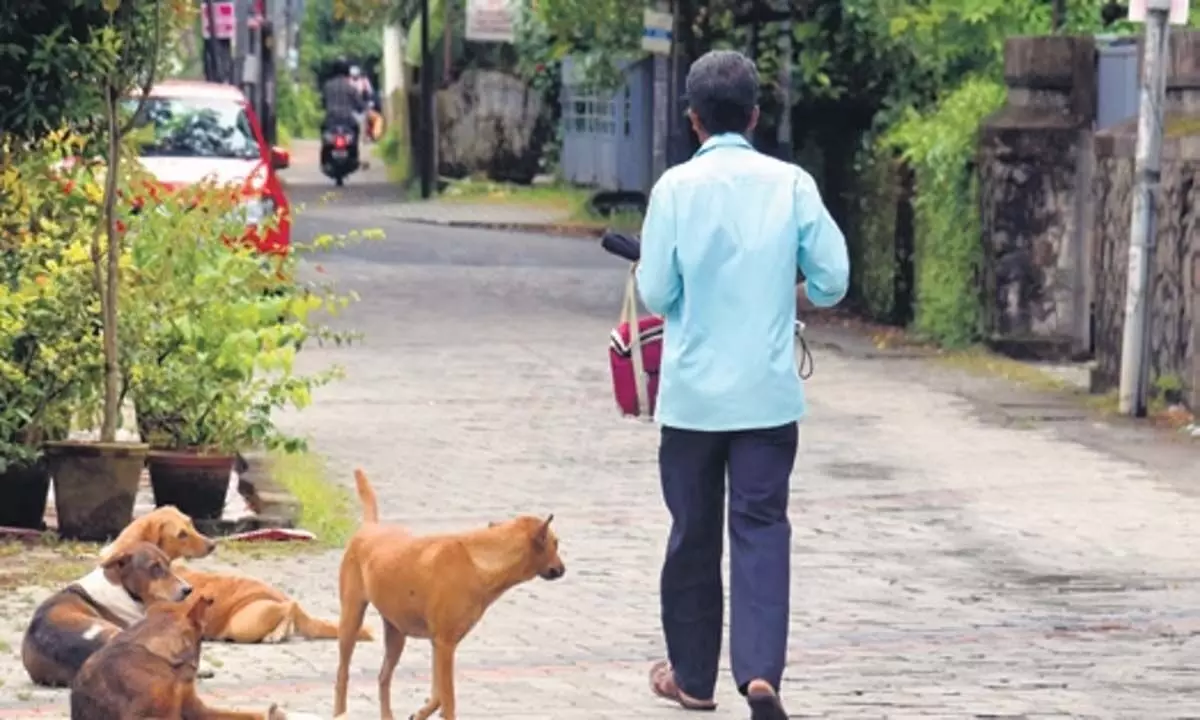 Kerala: आवारा कुत्तों के नमूनों में से एक चौथाई रेबीज पॉजिटिव पाए गए