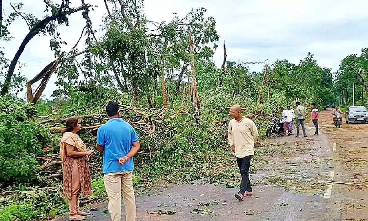 Telangana: विनाशकारी तूफान ने एक लाख से अधिक पेड़ उखाड़ दिए