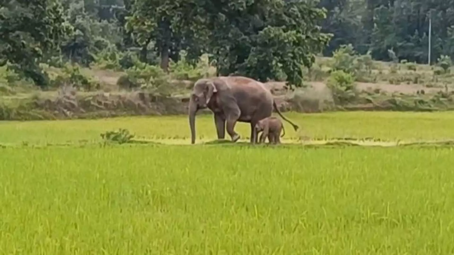 सुंदरगढ़ जिले में हाथी के बच्चे ने ला दी खुशियां