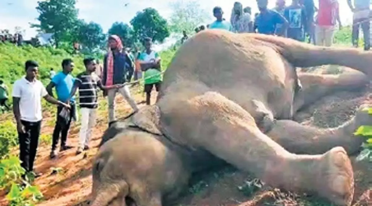 Odisha के रायगढ़ में हाथी की बिजली से मौत